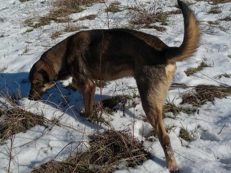 BRUNO - so ein toller Kerl