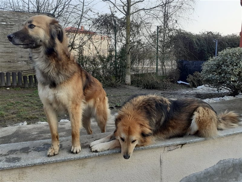 Der tolle Ali sucht ein verantwortungsvolles Zuhause