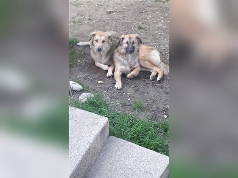 Der tolle Ali sucht ein verantwortungsvolles Zuhause
