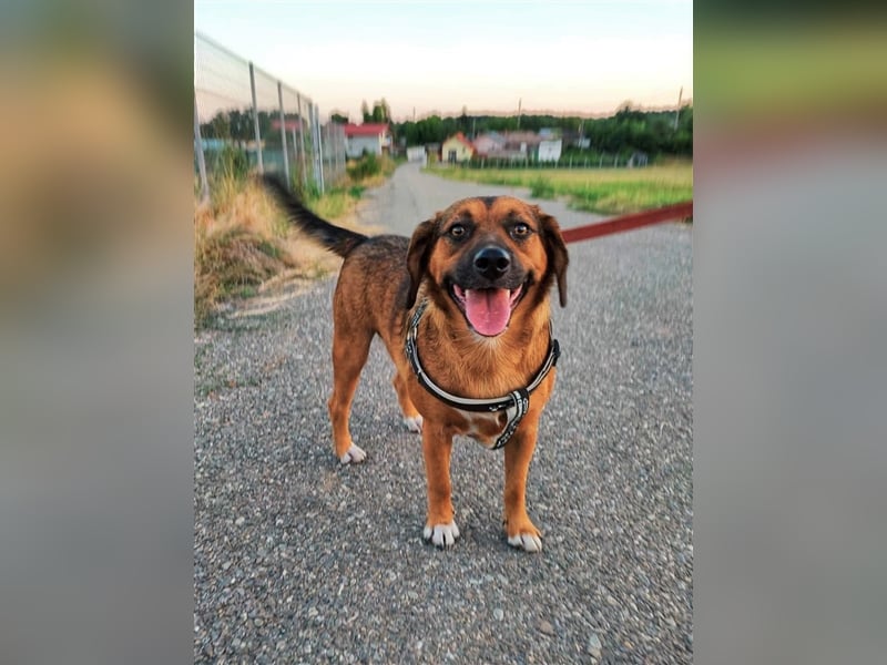 SHELDON - ein absoluter Traumhund