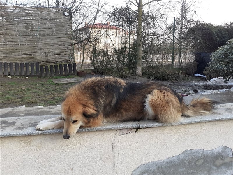Der tolle Ali sucht ein verantwortungsvolles Zuhause