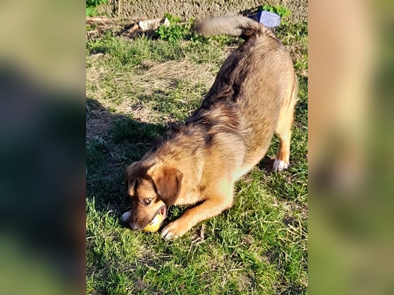 SHELDON - ein absoluter Traumhund