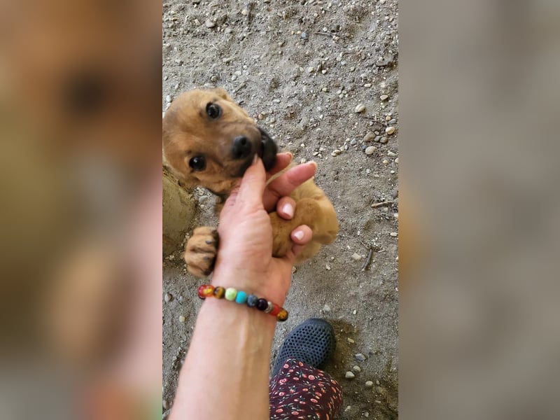 DENNIS - die kleine Knutschkugel