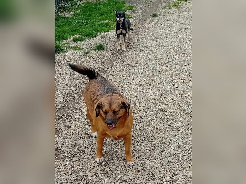 SHELDON - ein absoluter Traumhund