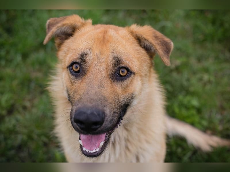 THOMAS - der aktive und verspielte, liebe Hundemann sucht ein tolles Zuhause