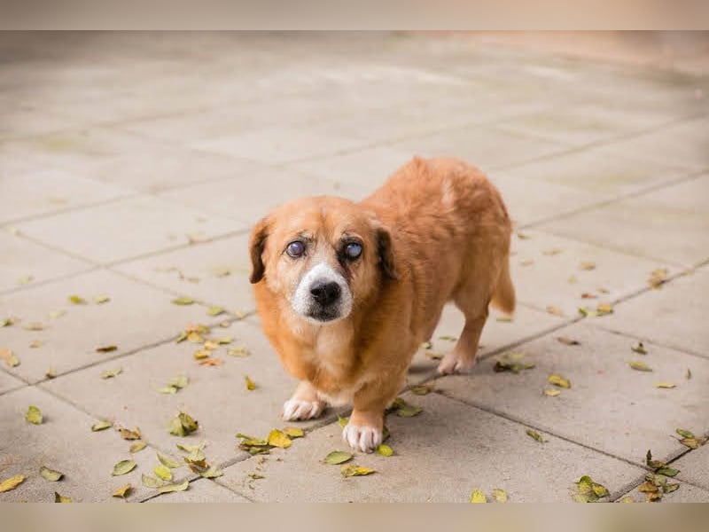 Wer gibt dem Senior Benedict eine Chance?