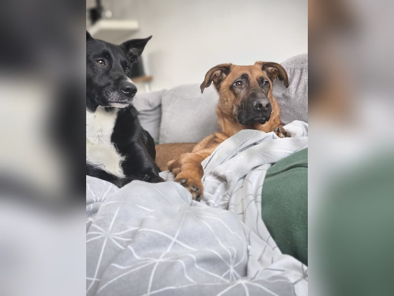 Bucky und Tobi - Wer mag dem Duo ein schönes Zuhause bieten?