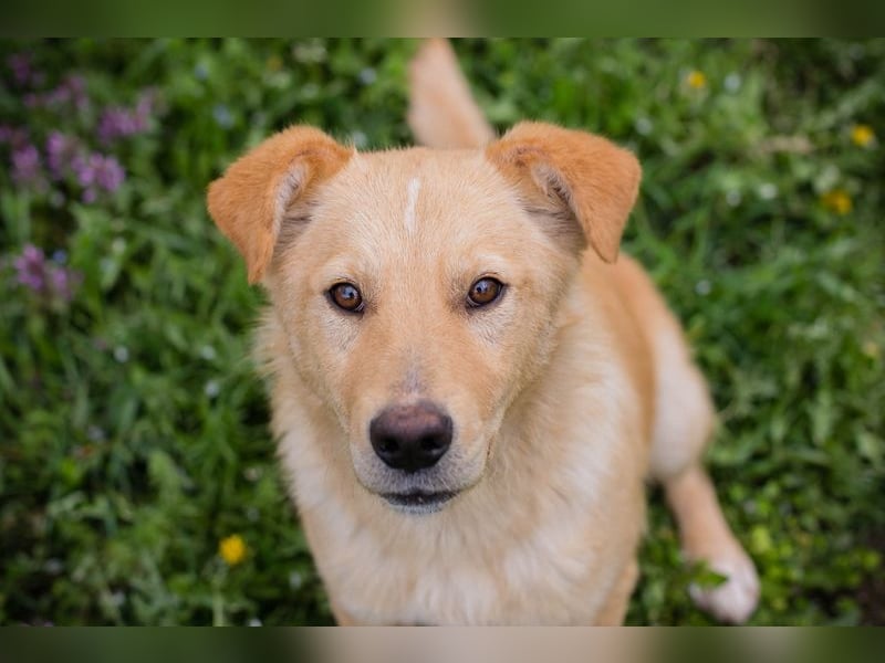 SUNNY - der aktive und verspielte, liebe Hundemann träumt von einem liebevollen Für-Immer Zuhause