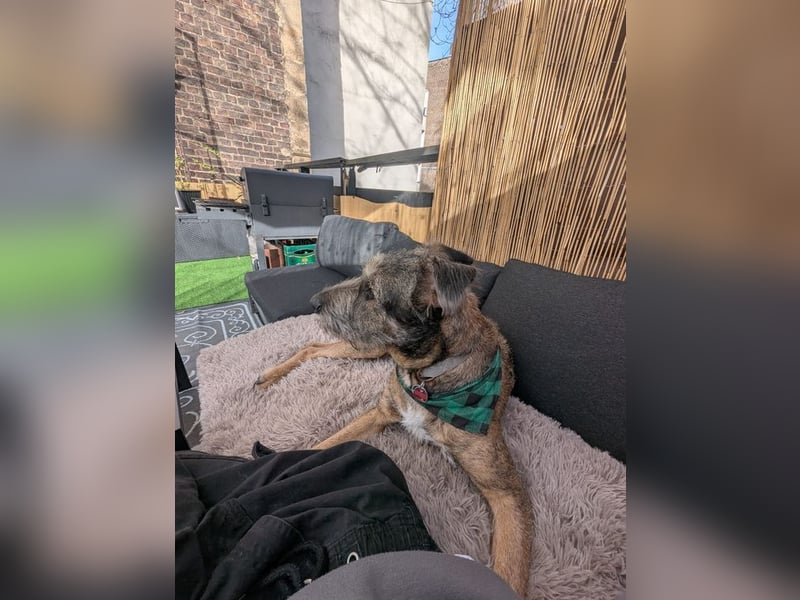 SCOTTY - welche tolle Familie kann dem sensiblen Hundemann Zeit und Sicherheit geben?