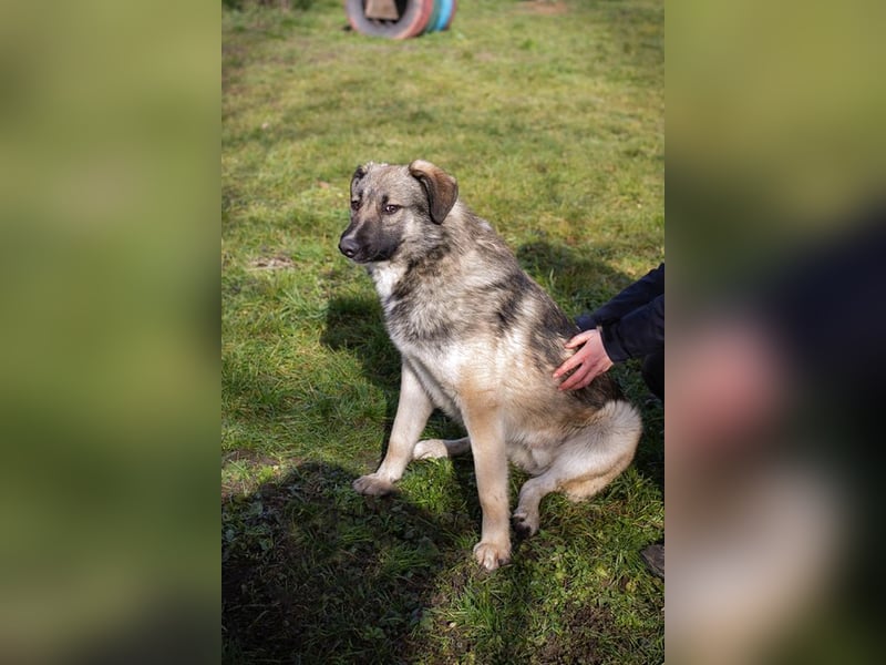 AKIDO - der verspielte und aktive Rüde ist sehr sozial und liebt Mensch und Hund