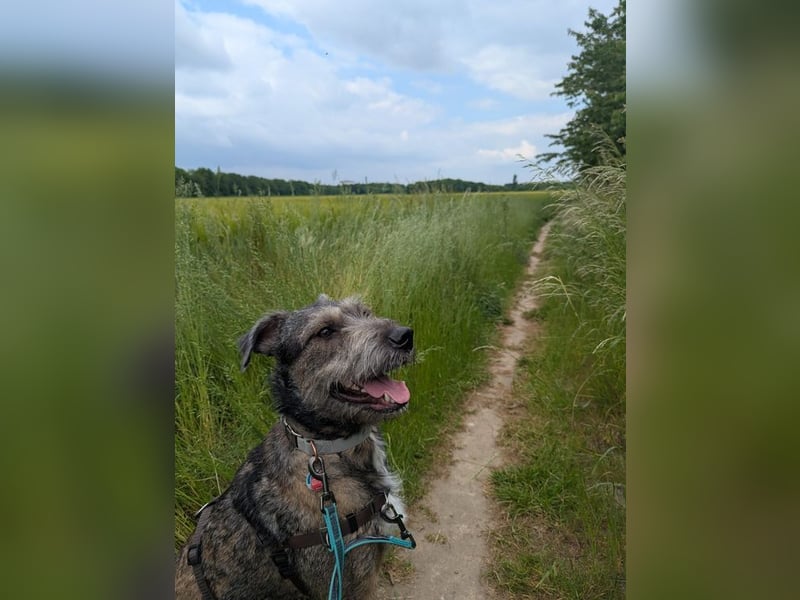 SCOTTY - welche tolle Familie kann dem sensiblen Hundemann Zeit und Sicherheit geben?