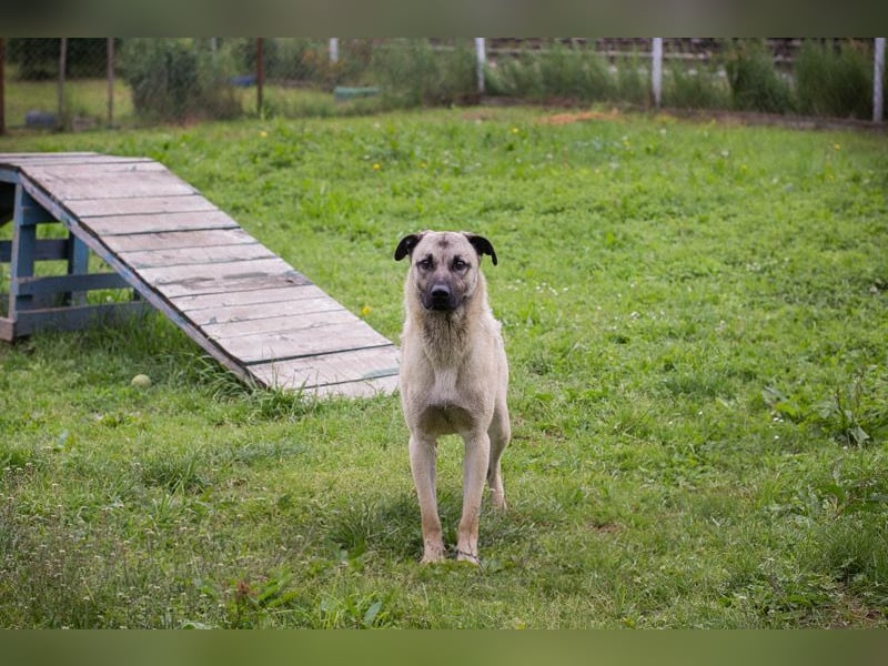 Chip-Nr. 2321420 - ich suche einen tollen Namen und am besten auch gleich eine eigene Familie
