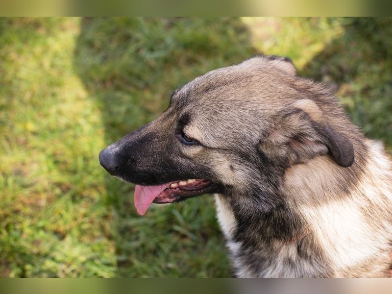AKIDO - der verspielte und aktive Rüde ist sehr sozial und liebt Mensch und Hund