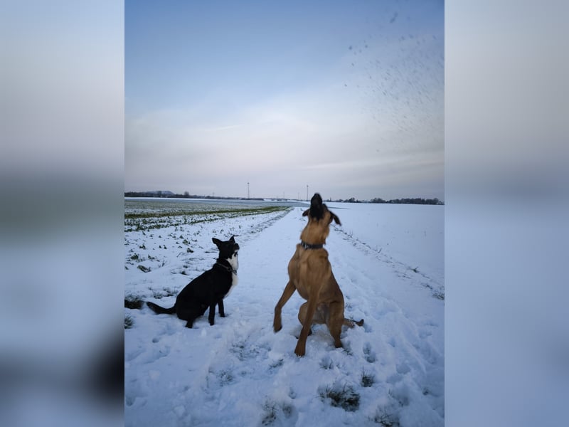 Bucky und Tobi - Wer mag dem Duo ein schönes Zuhause bieten?