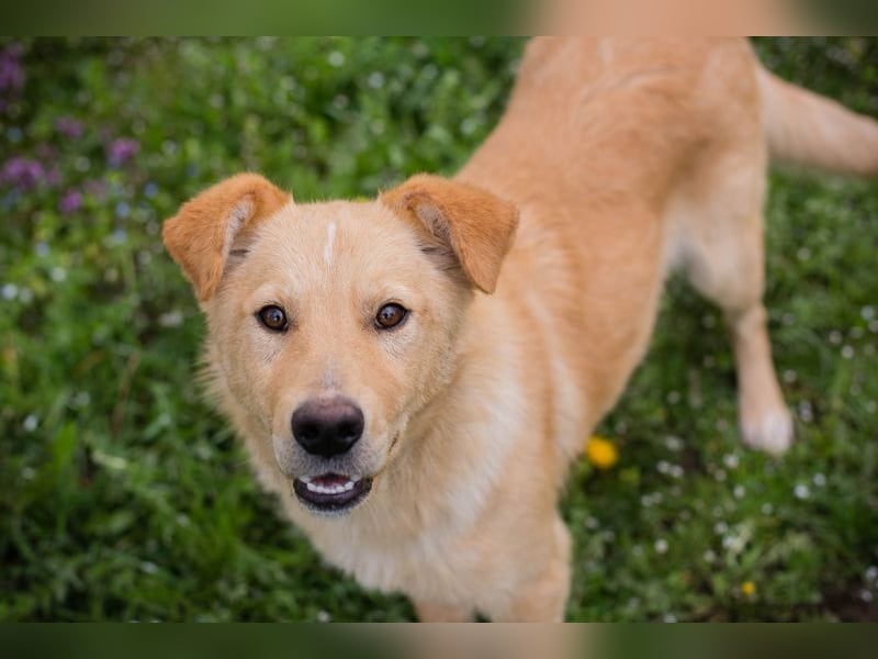 SUNNY - der aktive und verspielte, liebe Hundemann träumt von einem liebevollen Für-Immer Zuhause