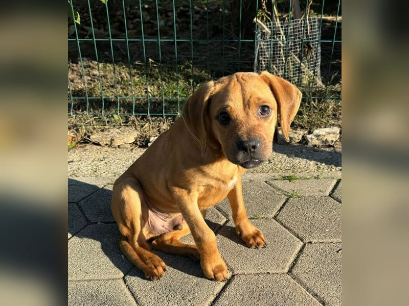 Welpe APOLLO - der sanfte kleine Junge sucht eine liebevolle Familie