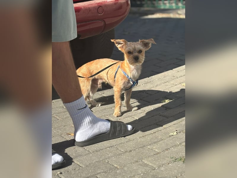 Dobbi ist ein kleiner, lieber und freundlicher Rüde