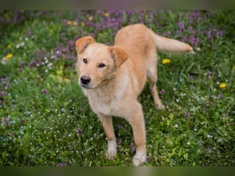 SUNNY - der aktive und verspielte, liebe Hundemann träumt von einem liebevollen Für-Immer Zuhause