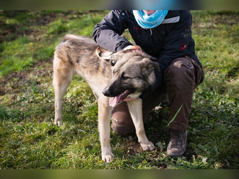 AKIDO - der verspielte und aktive Rüde ist sehr sozial und liebt Mensch und Hund