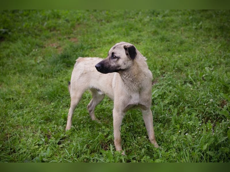 Chip-Nr. 2321420 - ich suche einen tollen Namen und am besten auch gleich eine eigene Familie