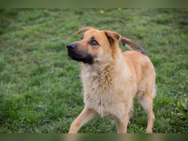 THOMAS - der aktive und verspielte, liebe Hundemann sucht ein tolles Zuhause