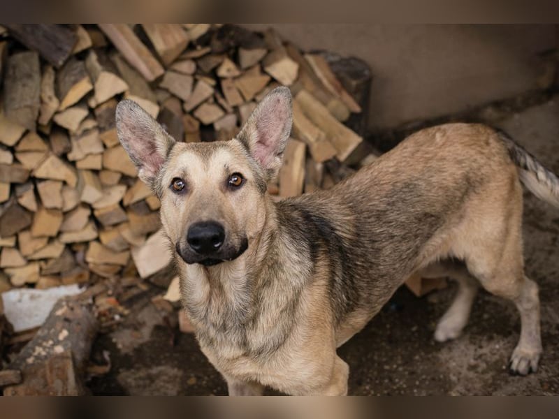 GRINDER - der hübsche Rüde sucht eine hundeerfahrene, geduldige Familie!