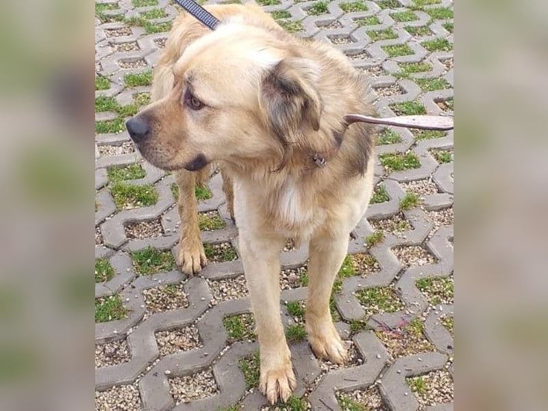 Tugdil geht bereits toll an der Leine. Er braucht eine konsequente Erziehung