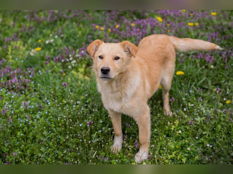 SUNNY - der aktive und verspielte, liebe Hundemann träumt von einem liebevollen Für-Immer Zuhause