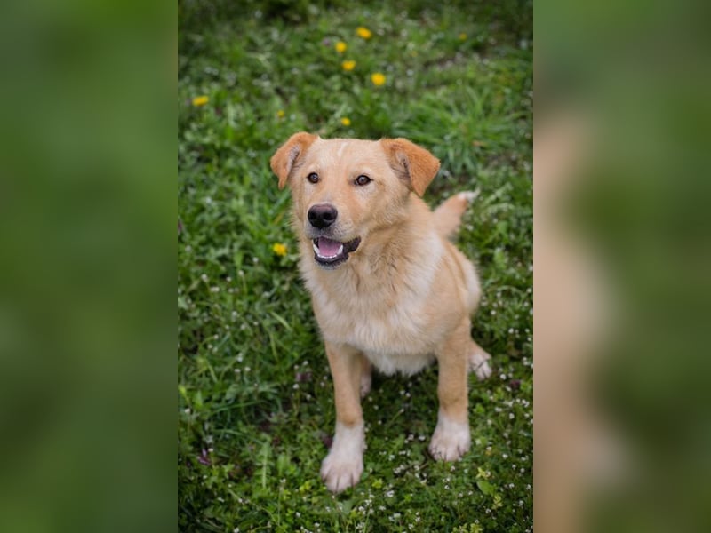 SUNNY - der aktive und verspielte, liebe Hundemann träumt von einem liebevollen Für-Immer Zuhause