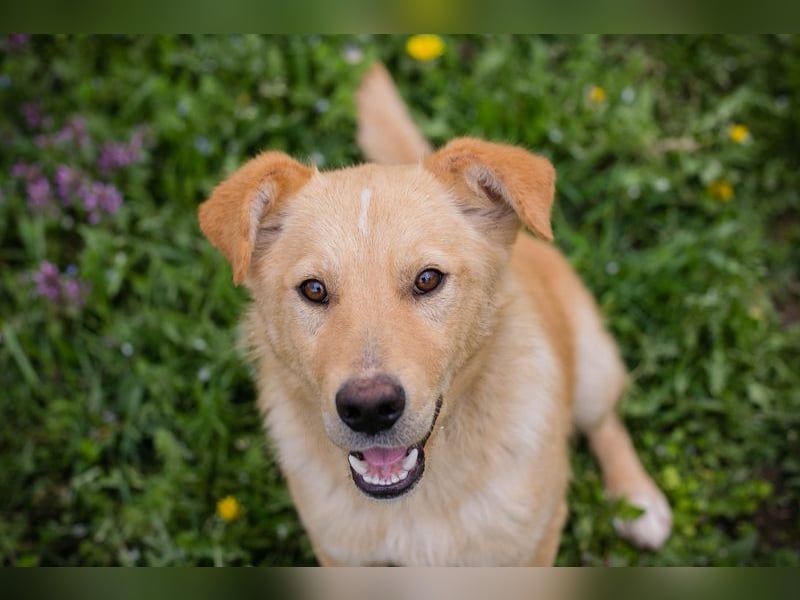 SUNNY - der aktive und verspielte, liebe Hundemann träumt von einem liebevollen Für-Immer Zuhause
