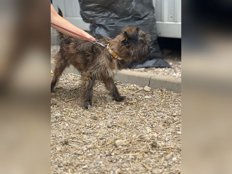Strudel - aktiver, verspielter Junghund sucht seine Familie