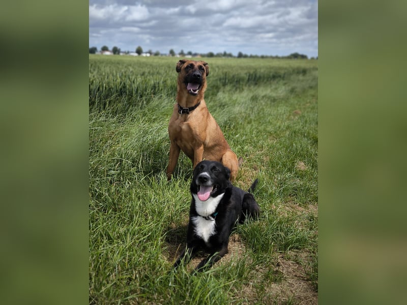 Bucky und Tobi - Wer mag dem Duo ein schönes Zuhause bieten?