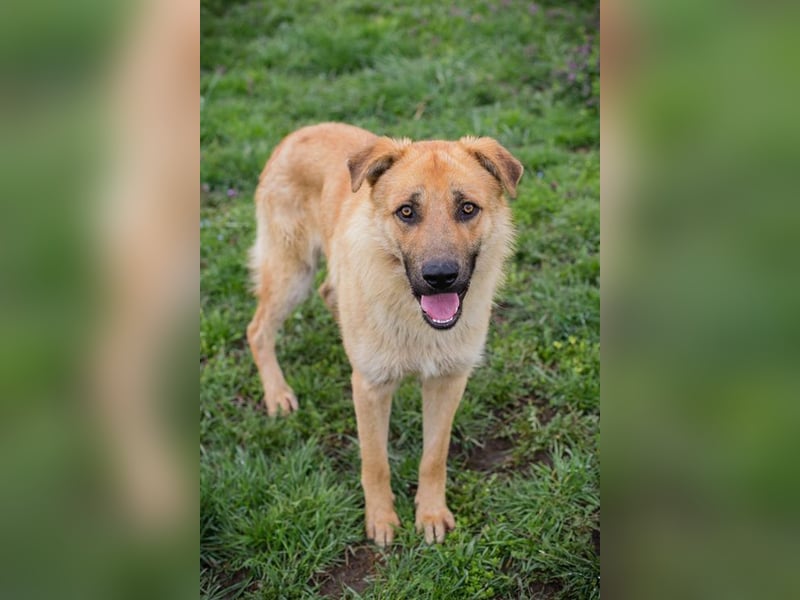 THOMAS - der aktive und verspielte, liebe Hundemann sucht ein tolles Zuhause