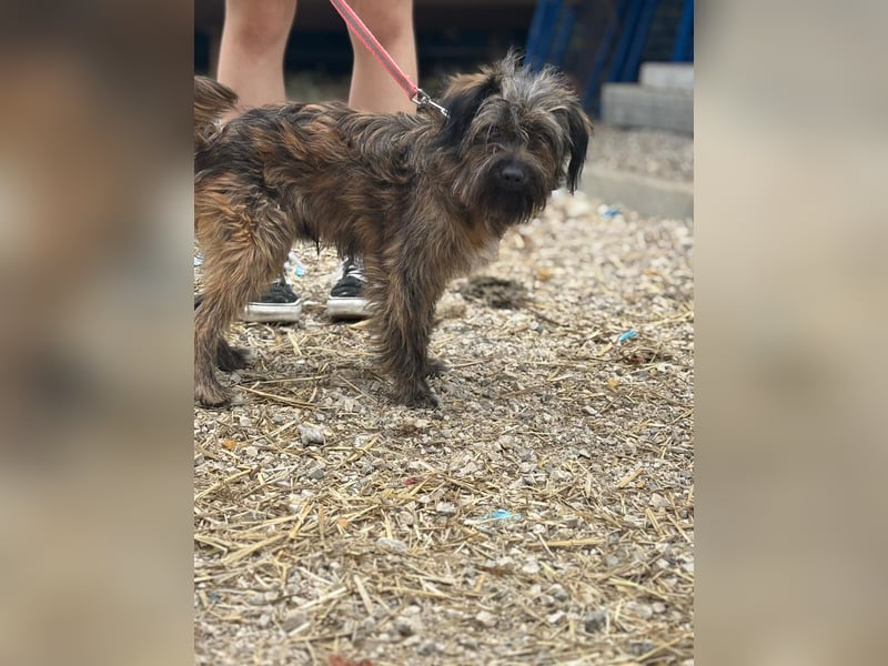 Strudel - aktiver, verspielter Junghund sucht seine Familie