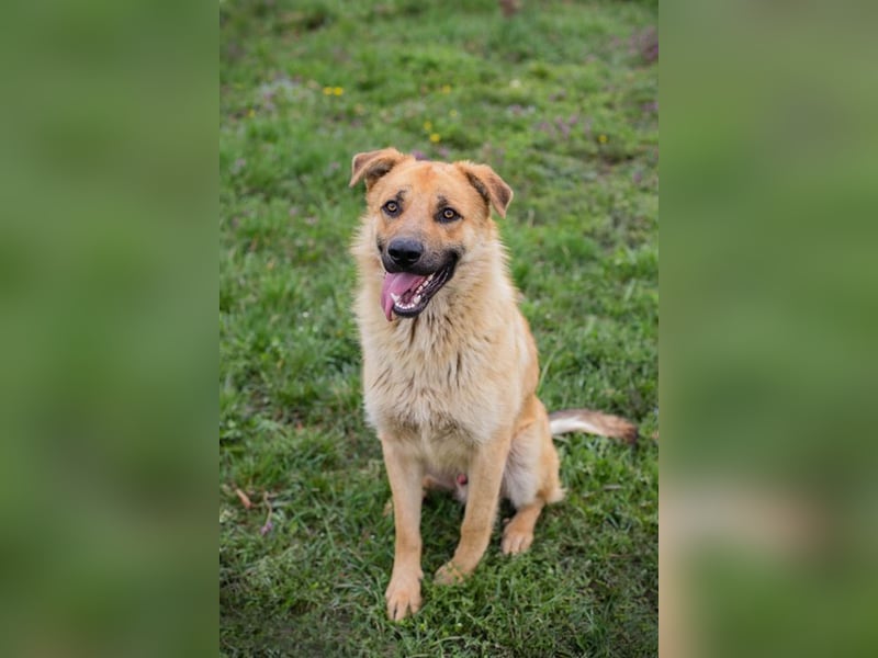 THOMAS - der aktive und verspielte, liebe Hundemann sucht ein tolles Zuhause
