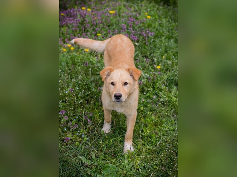 SUNNY - der aktive und verspielte, liebe Hundemann träumt von einem liebevollen Für-Immer Zuhause