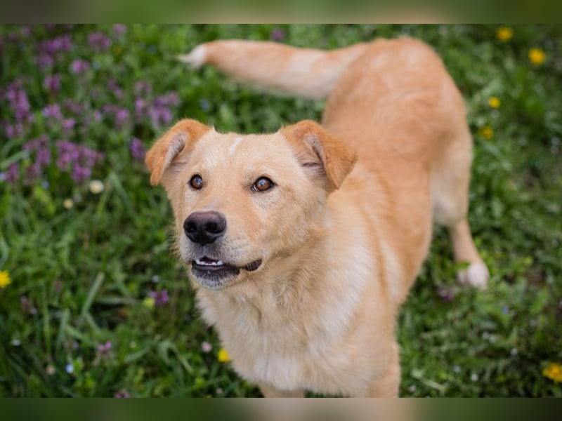 SUNNY - der aktive und verspielte, liebe Hundemann träumt von einem liebevollen Für-Immer Zuhause