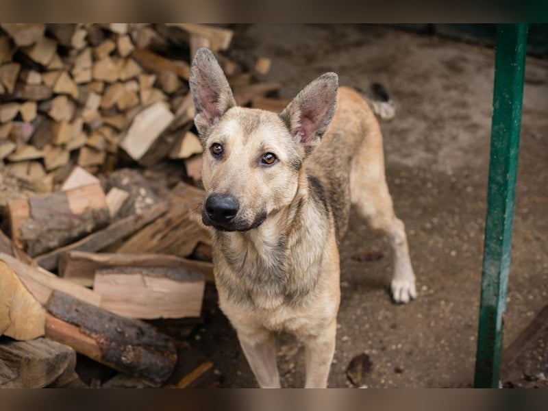 GRINDER - der hübsche Rüde sucht eine hundeerfahrene, geduldige Familie!