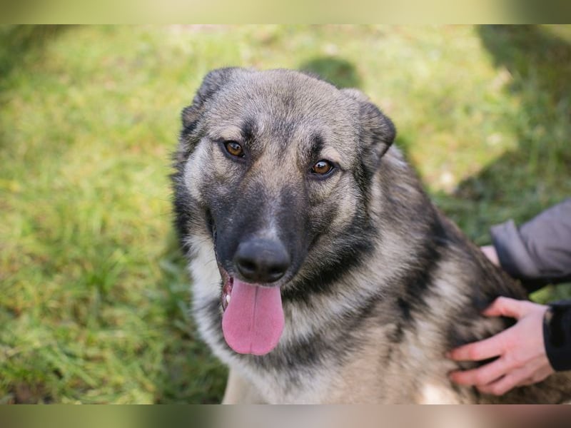 AKIDO - der verspielte und aktive Rüde ist sehr sozial und liebt Mensch und Hund
