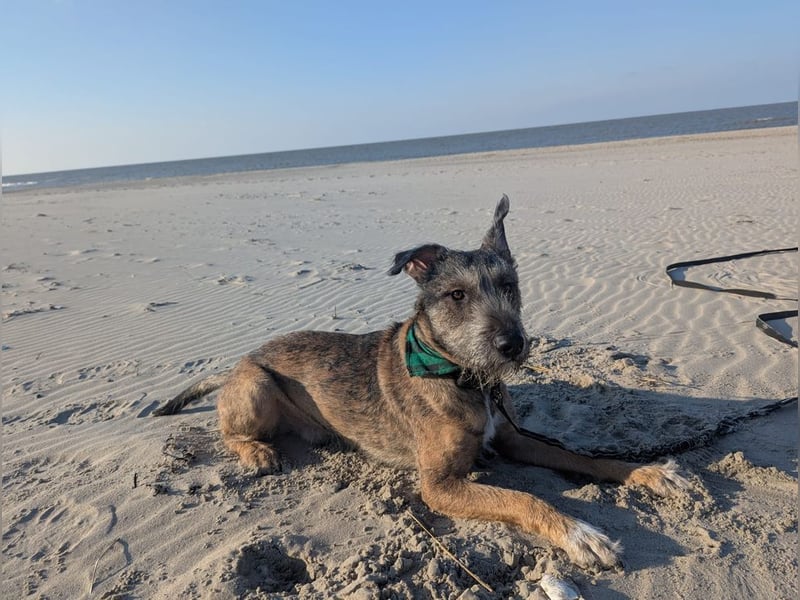 SCOTTY - welche tolle Familie kann dem sensiblen Hundemann Zeit und Sicherheit geben?