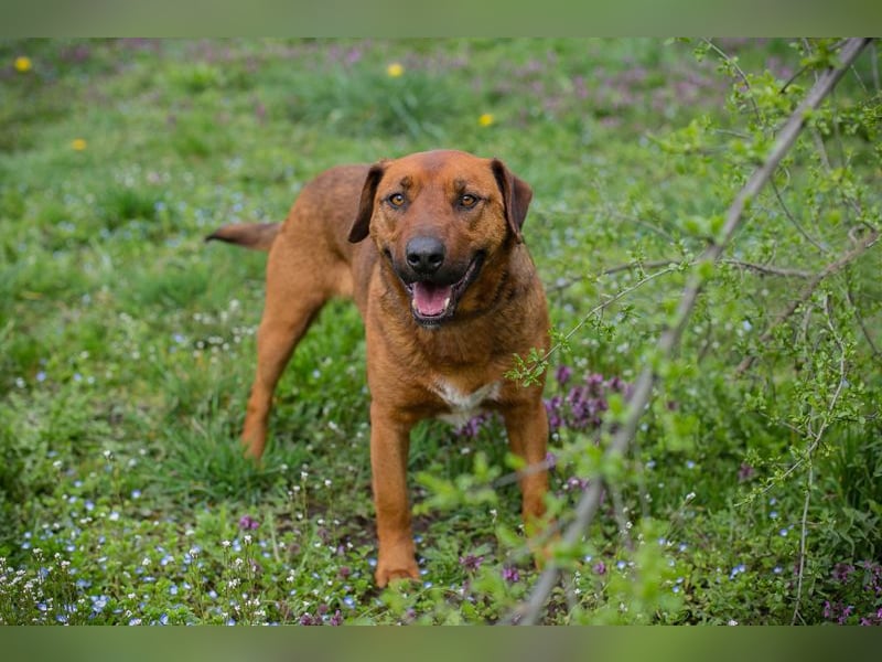 Rusty ist aktiv, er liebt die Nähe zu den Menschen und er freut sich, wenn er lernen darf