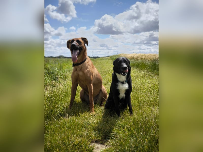 Bucky und Tobi - Wer mag dem Duo ein schönes Zuhause bieten?