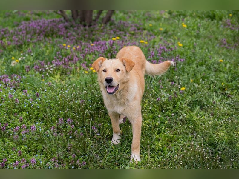 SUNNY - der aktive und verspielte, liebe Hundemann träumt von einem liebevollen Für-Immer Zuhause