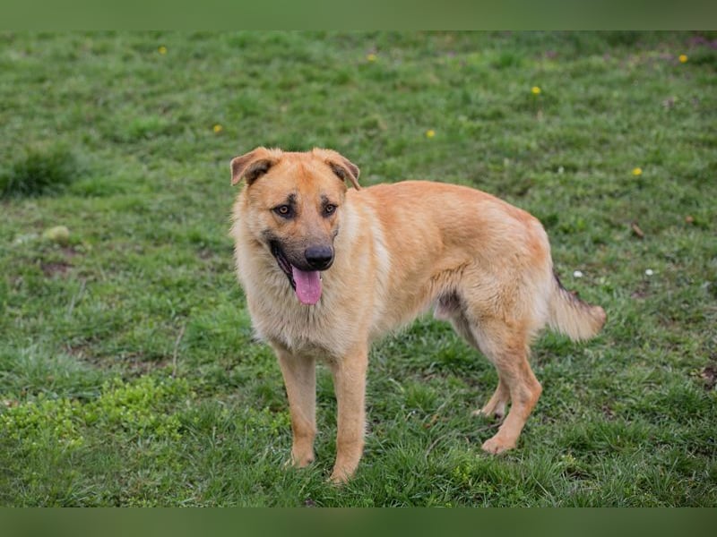 THOMAS - der aktive und verspielte, liebe Hundemann sucht ein tolles Zuhause