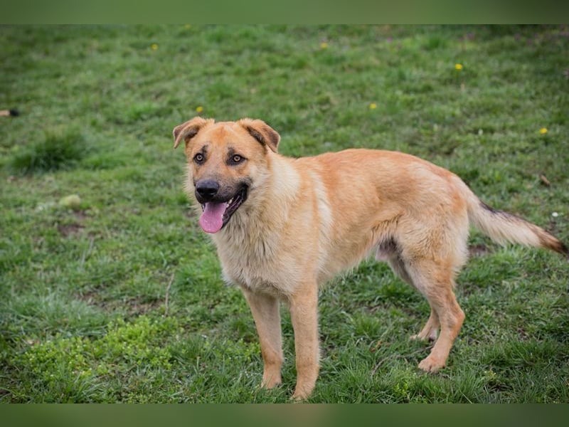 THOMAS - der aktive und verspielte, liebe Hundemann sucht ein tolles Zuhause