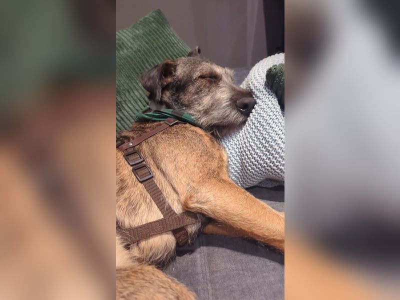 SCOTTY - welche tolle Familie kann dem sensiblen Hundemann Zeit und Sicherheit geben?