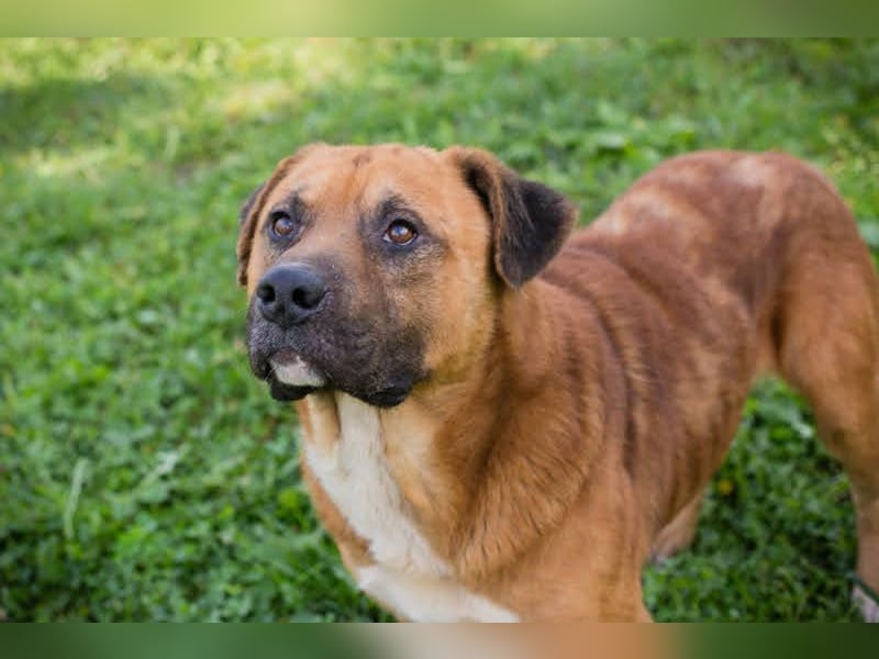 PEPE - diese coole Socke sucht eine aktive Familie mit viel Zeit und Hundeverstand