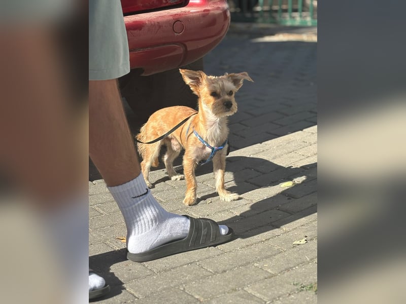 Dobbi ist ein kleiner, lieber und freundlicher Rüde