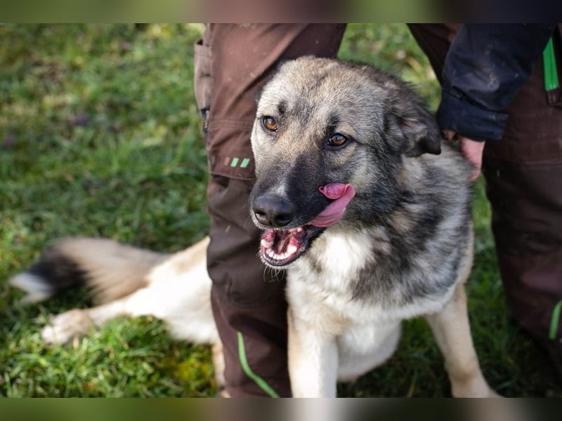 AKIDO - der verspielte und aktive Rüde ist sehr sozial und liebt Mensch und Hund