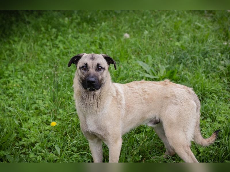 Chip-Nr. 2321420 - ich suche einen tollen Namen und am besten auch gleich eine eigene Familie